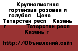 Крупнолистная гортензия розовая и голубая › Цена ­ 210 - Татарстан респ., Казань г.  »    . Татарстан респ.,Казань г.